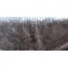 LOT 6 CHAISES JACOB - Patine Feuille d'or blanc - PROMO !